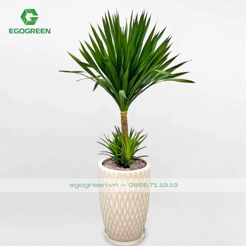 Cây phát tài hợp mệnh Thủy